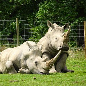 Knowsley Safari - 1 June 2025