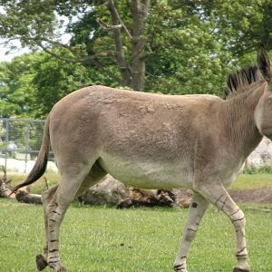 Knowsley Safari - 1 June 2025