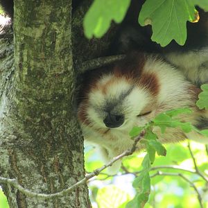 Fota Wildlife Park - Sleeping red panda