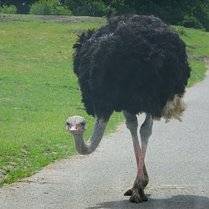 Knowsley Safari - 1 June 2025