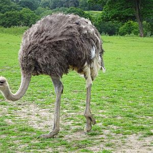 Knowsley Safari - 1 June 2025