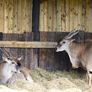 Knowsley Safari - 1 June 2025