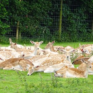 Knowsley Safari - 1 June 2025