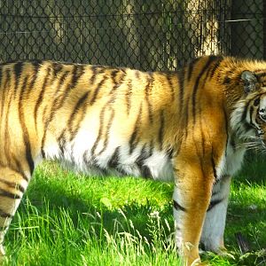 Knowsley Safari - 1 June 2025