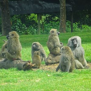 Knowsley Safari - 1 June 2025