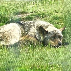 Knowsley Safari - 1 June 2025