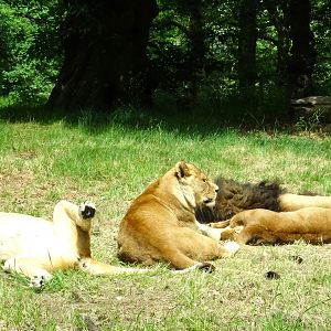 Knowsley Safari - 1 June 2025