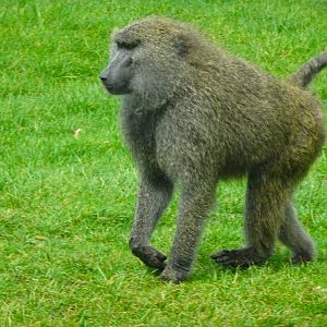 Knowsley Safari - 1 June 2025