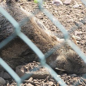 Fota Wildlife Park - Visayan warty pig