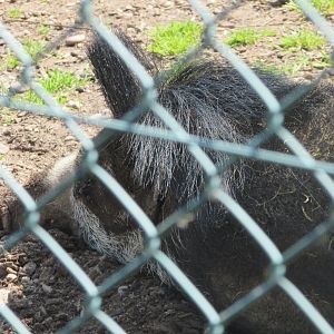 Fota Wildlife Park - Visayan warty pig