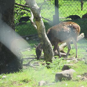 Fota Wildlife Park - Female Visayan spotted deer