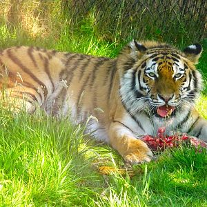 Knowsley Safari - 1 June 2025