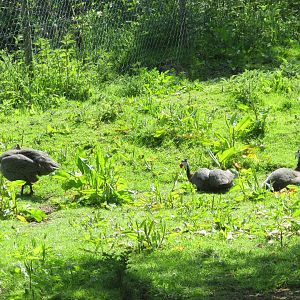 Fota Wildlife Park - Free-roaming helmeted guineafowl