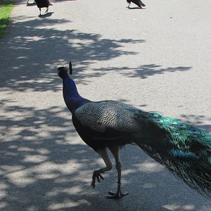Fota Wildlife Park - Free-roaming peacock