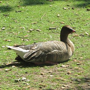 Fota Wildlife Park - Pink-footed goose?