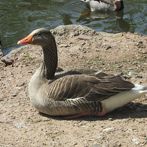Fota Wildlife Park - Greylag goose