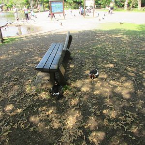 Fota Wildlife Park - Red-breasted geese