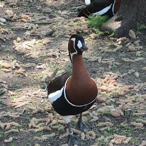 Fota Wildlife Park - Red-breasted goose