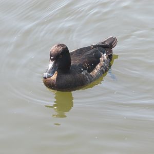 Wild tufted duck hen