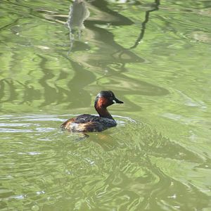 Wild little grebe