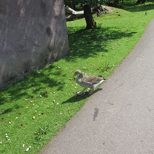 Fota Wildlife Park - Greylag, pink-footed or hybrid goose?