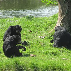 Fota Wildlife Park - Siamangs
