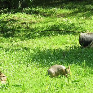 Fota Wildlife Park - Free-roaming Patagonian cavies