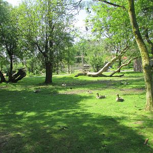 Fota Wildlife Park - Geese