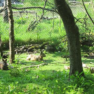 Fota Wildlife Park - Free-roaming cavies and wallabies