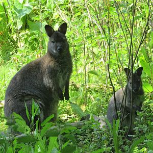 Fota Wildlife Park - Female wallaby and joey