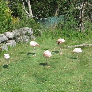Fota Wildlife Park - Chilean flamingos