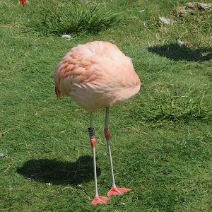Fota Wildlife Park - Chilean flamingo