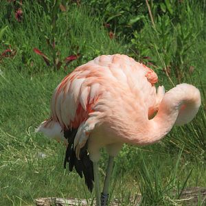 Fota Wildlife Park - Chilean flamingo
