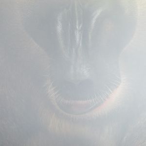 Fota Wildlife Park - Male drill