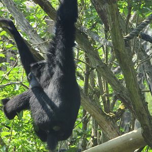 Fota Wildlife Park - Siamang