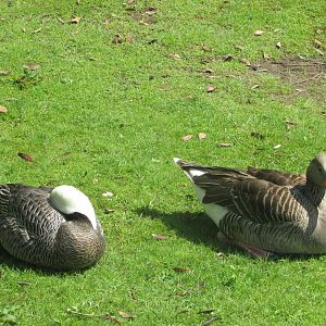 Fota Wildlife Park - Emperor and greylag goose