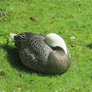 Fota Wildlife Park - Emperor goose
