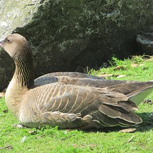 Fota Wildlife Park - Pink-footed goose?