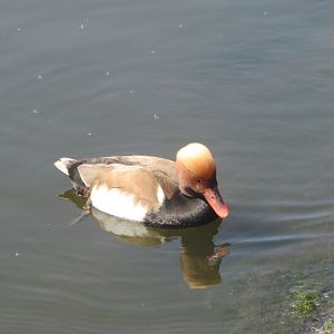 Fota Wildlife Park - Red-crested pochard