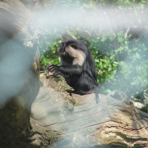 Fota Wildlife Park - Lion-tailed macaque entering the stone age