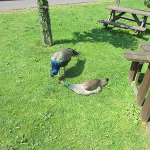 Fota Wildlife Park - Polite peafowl