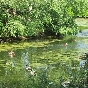 Fota Wildlife Park - Mandarin ducks and wild mallards