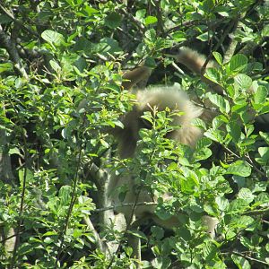 Fota Wildlife Park - Lar gibbon