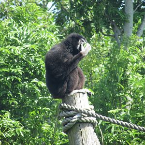 Fota Wildlife Park - Lar gibbon