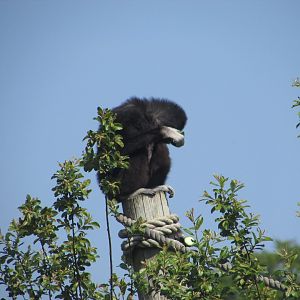 Fota Wildlife Park - Lar gibbon