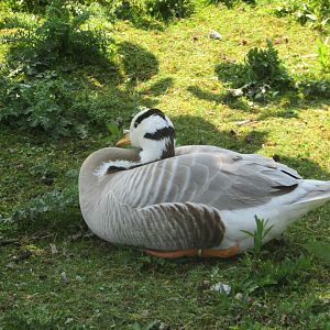 Fota Wildlife Park - Bar-headed goose
