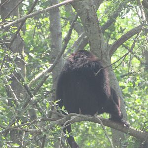 Fota Wildlife Park - Agile gibbon