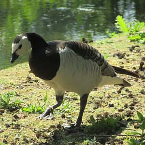 Fota Wildlife Park - Barnacle goose