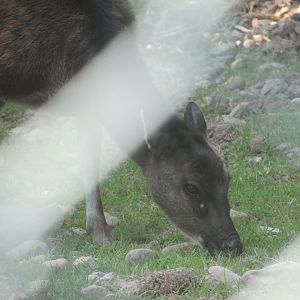 Fota Wildlife Park - Visayan spotted doe