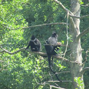 Fota Wildlife Park - François' langurs